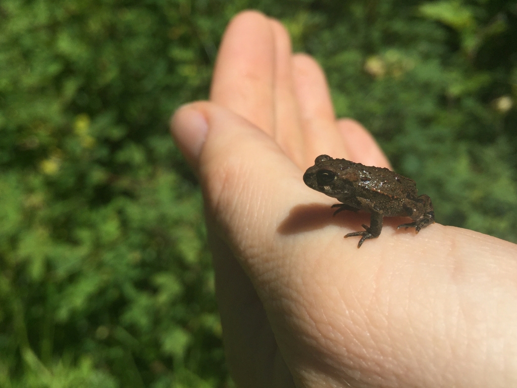 Small frog in hand