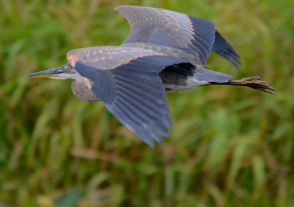 great blue heron mid flight