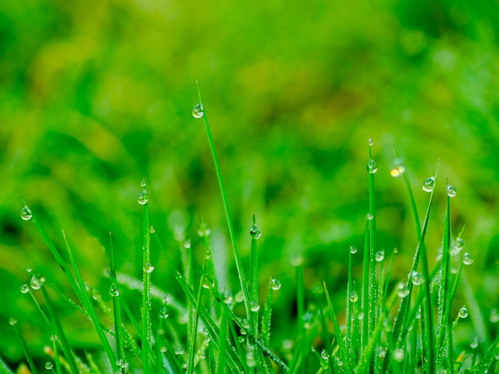 wet-grass-where-ticks-live
