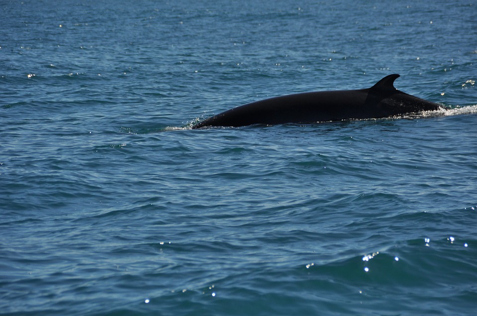 Minke whale swimming seen from our Gros Morne Boat Tours