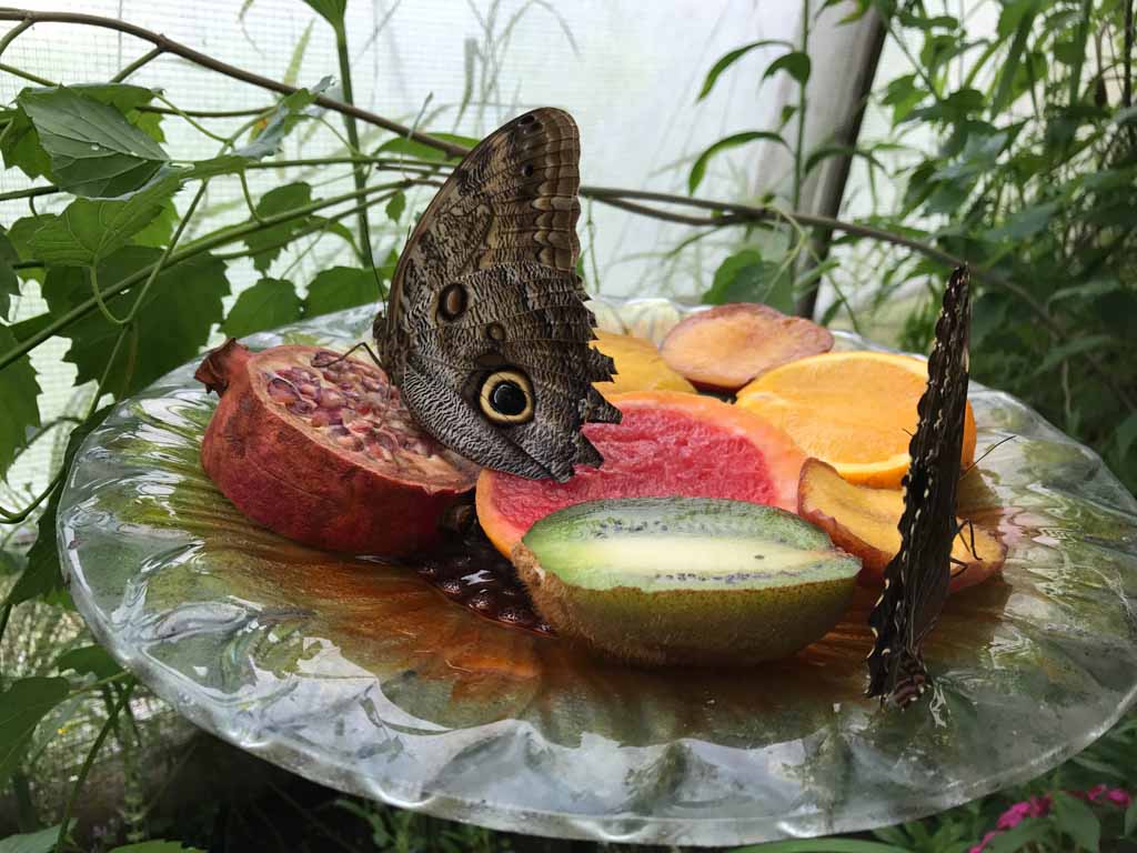 Butterfly eating fruit in the Newfoundland Insectarium