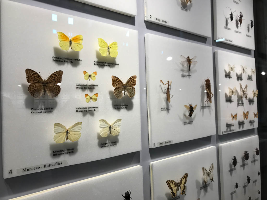 Butterfly display in the Newfoundland Insectarium
