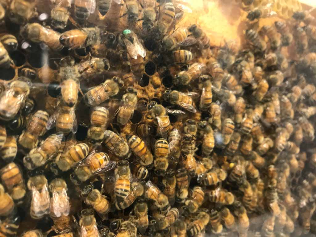 Honeybee display in the Newfoundland Insectarium