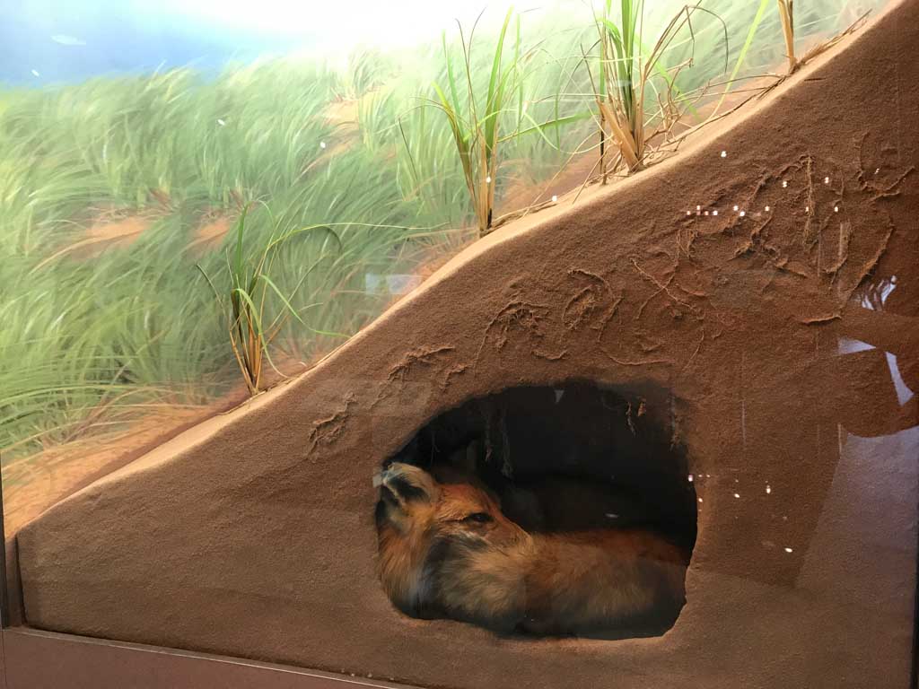 Fox exhibit at the PEI interpretation centre in the PEI National Park