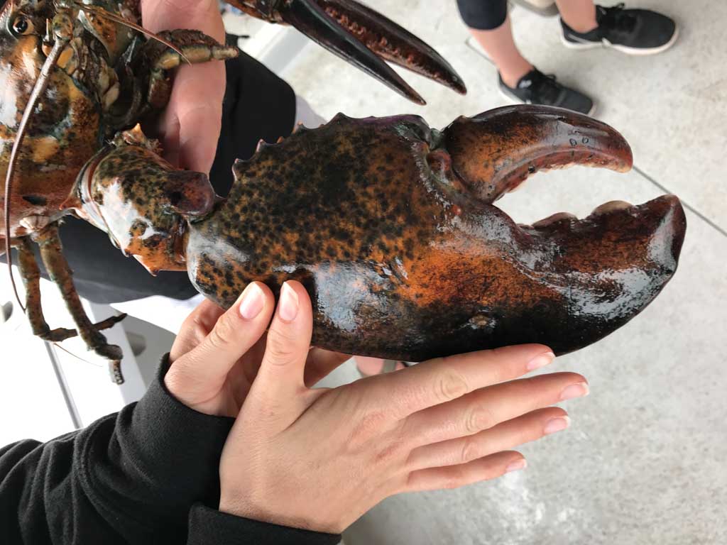 Jami Savages hand beside the giant lobster claw