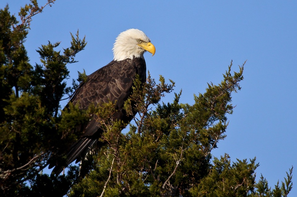 Bald Eagle in tree seen from our Gros Morne boat tours adventure