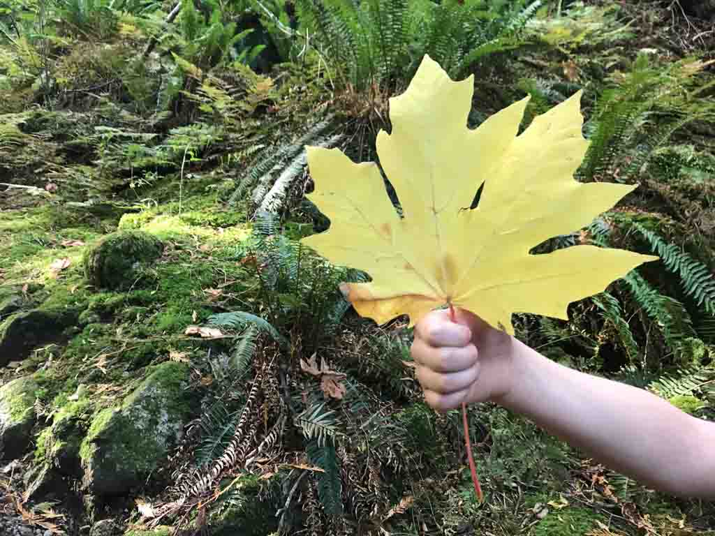 Child holding a large maple leaf