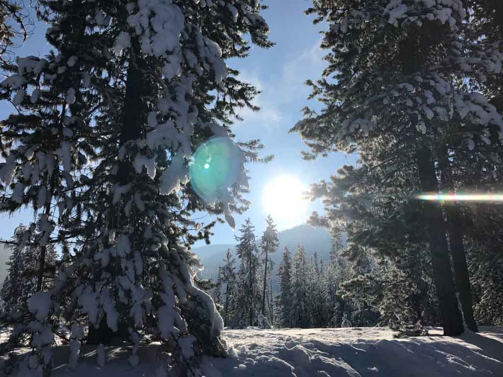 sun-shining-through-snow-covered-trees
