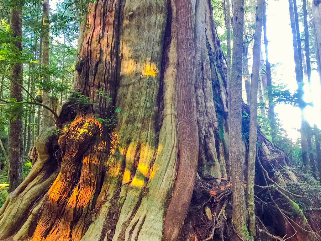 Tree in Tofino Forest