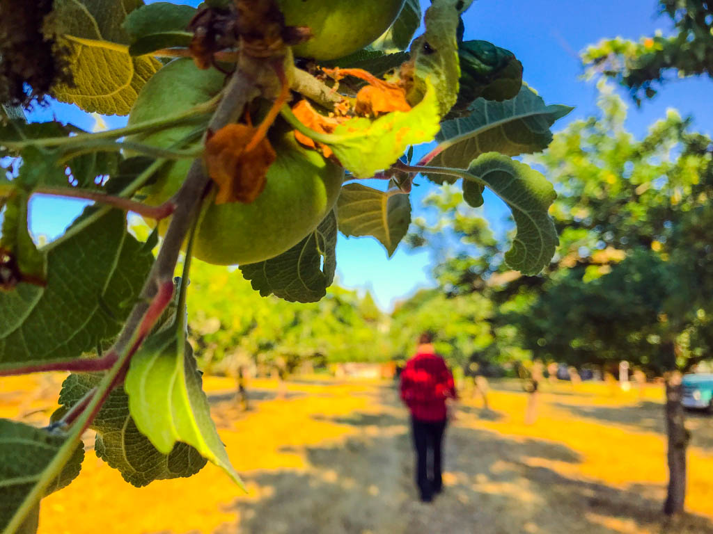 man-walking-through-apple-orchard