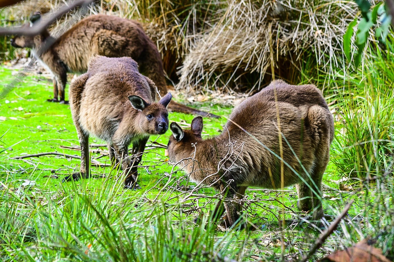 two kangaroo on kangaroo island