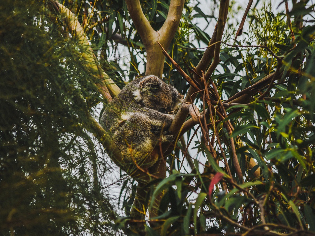 koala bear sleeping in a tree as seen from our Kangaroo Island Outdoor Action tour