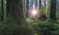 sun peeking through trees of a fraser valley hiking trail