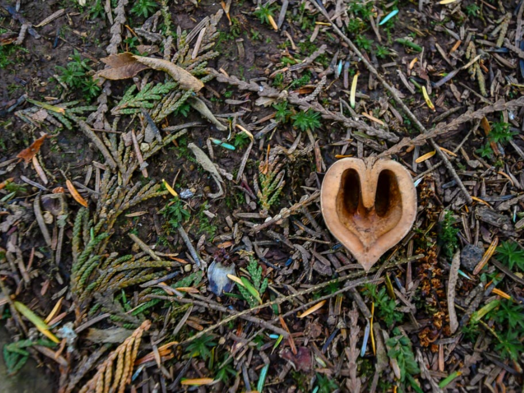 Heart shaped seed on forest floor