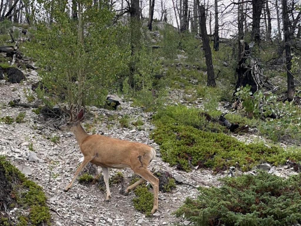 deer on hillside beside hiking trail