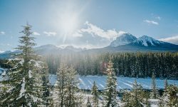 view of a snow covered banff forest